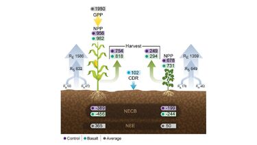 Partial carbon budgets for a maize [(a) average of 2017, 2018, 2020], and soybean [(a) right; 2018] grown with or without basalt amendment. 