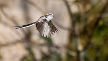 A long-tailed tit flying