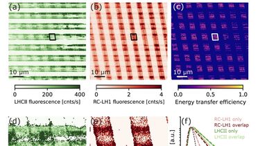 LHCII serving bacterial RC