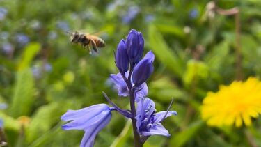 A bee flying near a Bluebell 