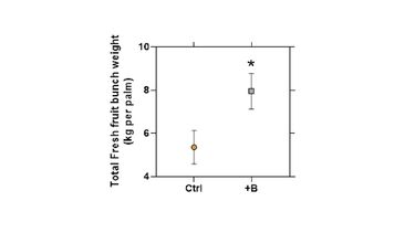 Corresponding 38% significant increase in oil palm yields in 2019 