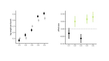 (a) increases in oil palm bunch weight (solid symbols are plus basalt, grey symbols are control plots) and (b) the relative effect of the basalt treatment on bunch weight (solid symbols negative effects, green symbols positive effects). C1 to C5 are census dates over a period of four years.