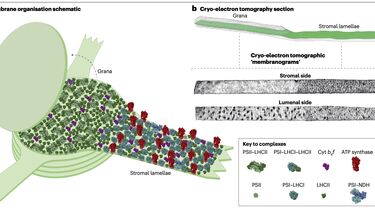 Nature Reviews Mol Cell Biol
