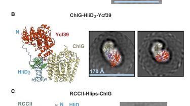 Chlorophyll synthase structures