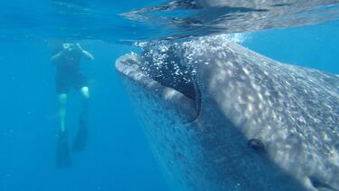 A whale shark in the sea off the coast of Cancun