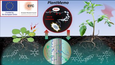 Graphical image of the Plantmemo process