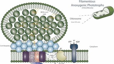 New review on phototrophic metabolism