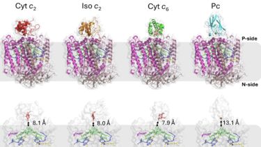Alternative redox carriers support photosynthesis