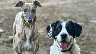 Two dogs of different breeds