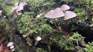 Image of fungi growing on the bark of a fallen tree