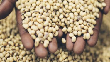 Hands holding grains and beans