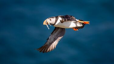 A puffin with a beak full of sandeels