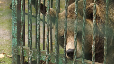 A bear in a green cage, looking between the bars 