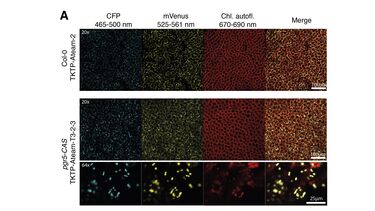 ATP biosensors ointment Arabidopsis