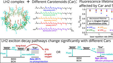 LH2 and carotenoid structure