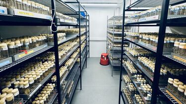 Inside the 18C culture room with metal shelving holding thousands of vials of Drosophila.