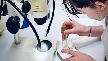 Someone sorting sedated flies on a Flypad under a dissecting microscope.