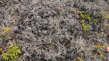 Empetrum nigrum killed by extreme winter warming. Photo: R Treharne.