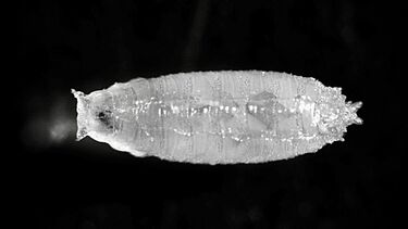 Drosophila pupae under a microscope.