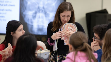 Students examining a model of a human brain.