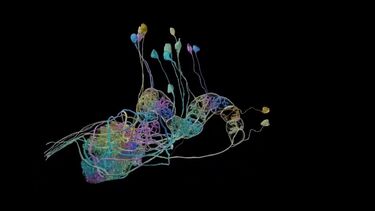 Colourful representation of an insect brain