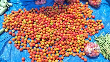 A large number of tomatoes on a blue plastic sheet on the ground