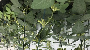 Image of soybean plants