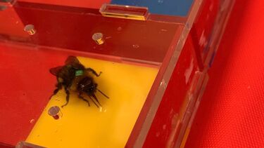 Bee activity research