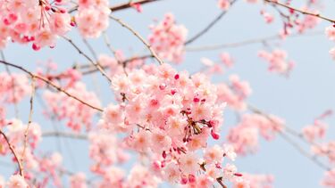 Cherry tree blossom