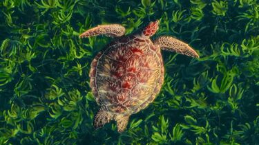 An overhead view of a sea turtle swimming over a dense, vibrant bed of green seagrass. The turtle's patterned shell shows shades of brown, amber, and reddish-orange.