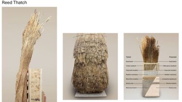 Annotated photographs of reeds used for thatch