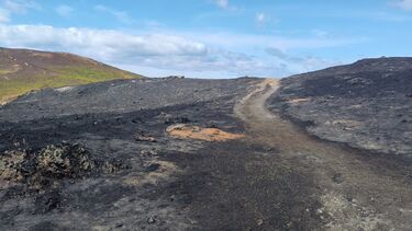 Burnt landscape following a wildfire