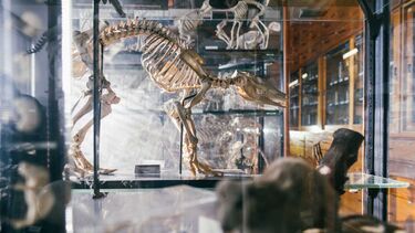 A few skeletons on display in the Alfred Denny Museum