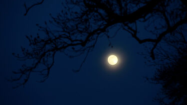 The moon in the night sky behind silhouetted tree branches