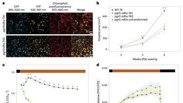 ATP biosensors in Arabidopsis