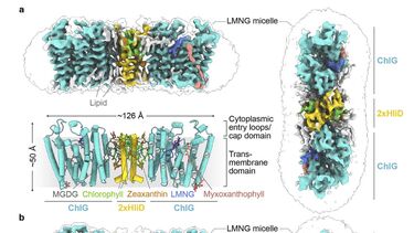 Chlorophyll synthase