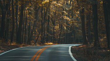 A road running through trees at dusk