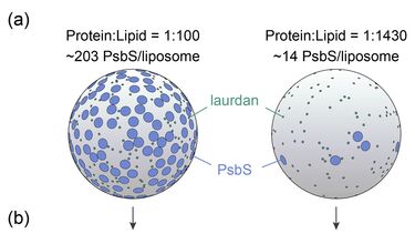 PsbS liposomes