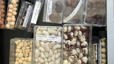 close up image of different seeds