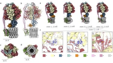 Chlamy ATP synthase