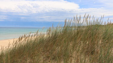 Image of Marram grass at the beach