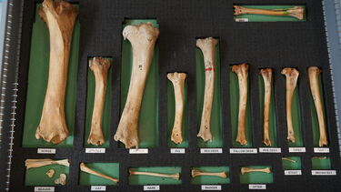 Close up for animal bones
