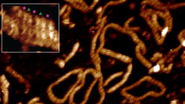Two DNA double helices locking together