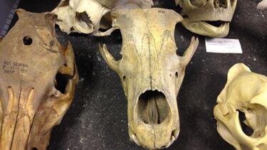 Close up of animal skulls