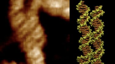 Two DNA double helices locking together