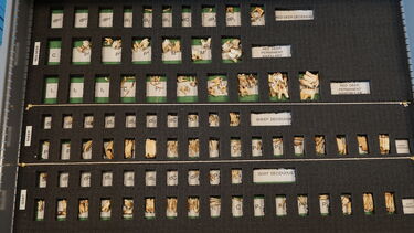 Image of the Mammal index reference collection - loose teeth drawer