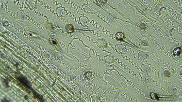Image of bread wheat phytoliths (Triticum aestivum palea) 