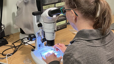  Researcher using the Sheffield seed reference collection to identify archaeobotanical material