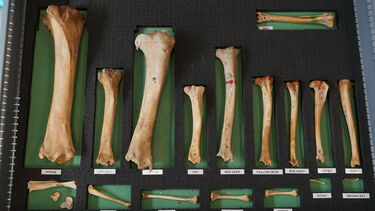 Image of a Humerus collection
