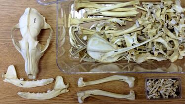 Image of a fox skeleton